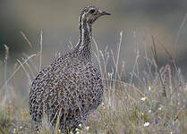 Tinamou de Patagonie