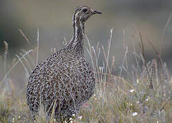 Patagonian Tinamou