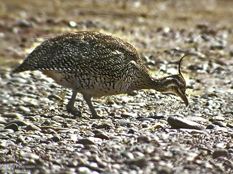 Elegant Crested Tinamou