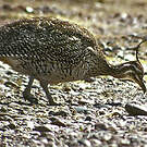 Tinamou élégant
