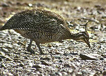 Tinamou élégant