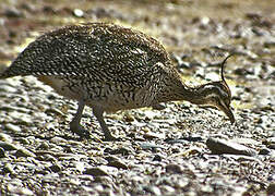 Elegant Crested Tinamou