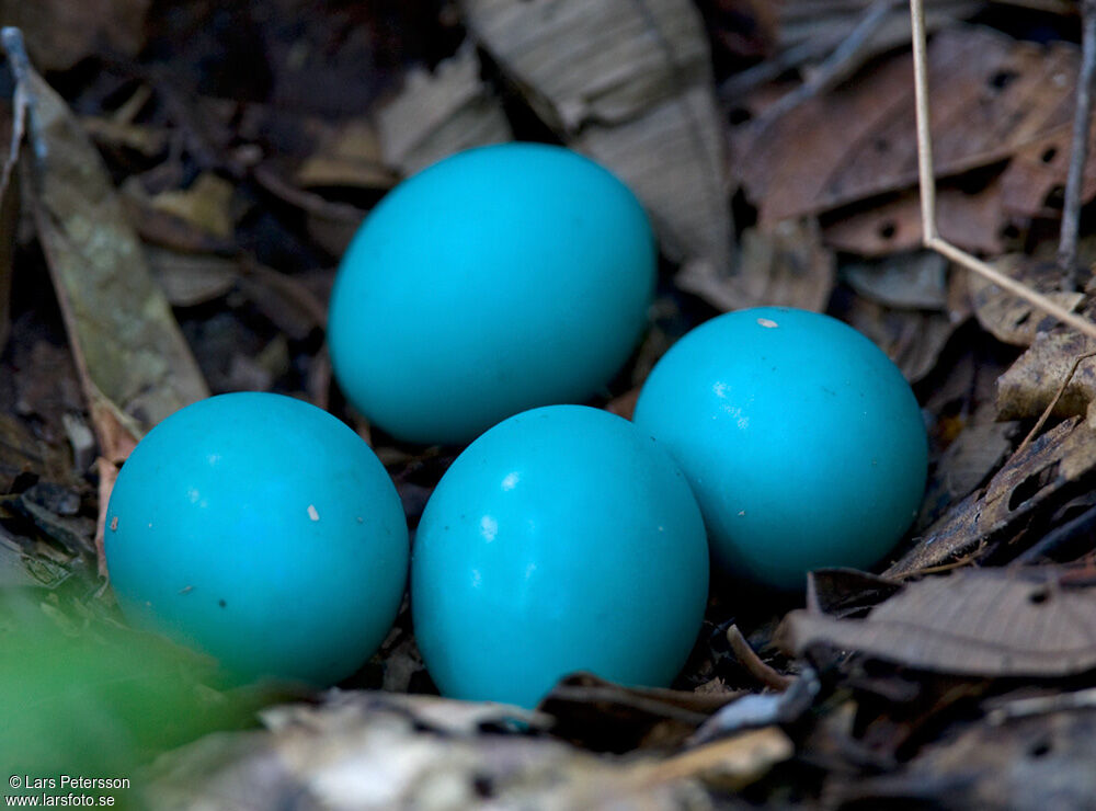 Solitary Tinamou