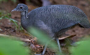 Grey Tinamou