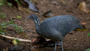 Grey Tinamou