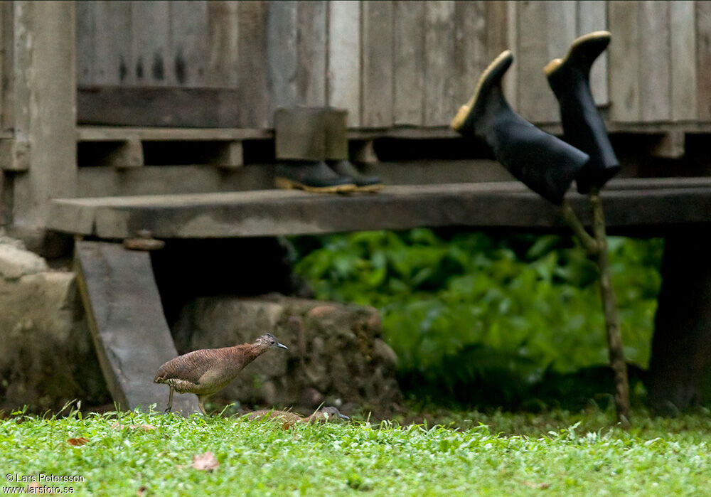 Tinamou vermiculé