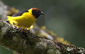 Brown-capped Weaver