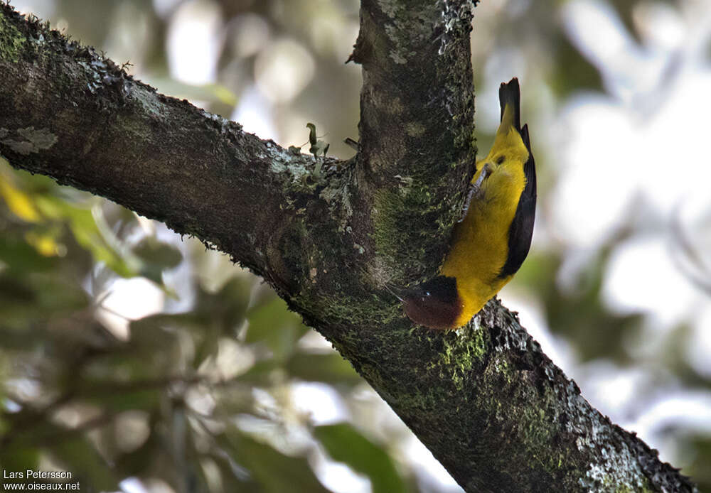 Brown-capped Weaver male adult breeding, habitat, pigmentation, fishing/hunting