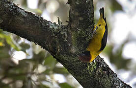 Brown-capped Weaver