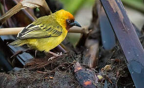 Northern Brown-throated Weaver