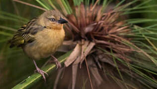 Northern Brown-throated Weaver