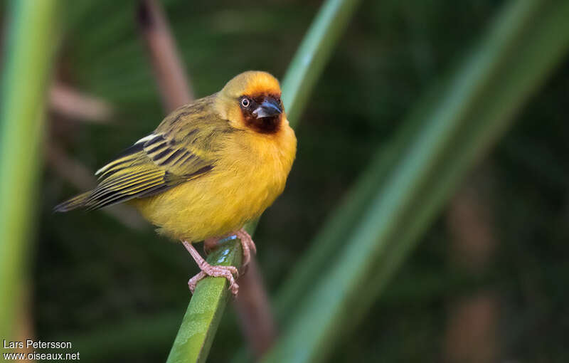 Northern Brown-throated Weaver male adult breeding, identification, pigmentation