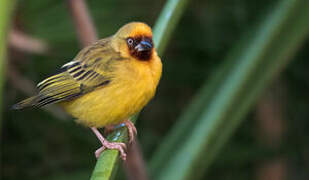 Northern Brown-throated Weaver