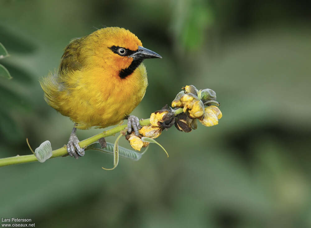 Spectacled Weaver male adult, close-up portrait, pigmentation, feeding habits