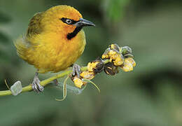 Spectacled Weaver