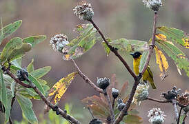 Black-chinned Weaver