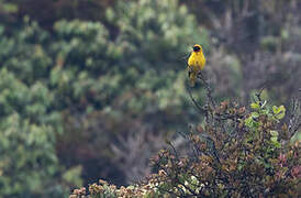 Black-chinned Weaver