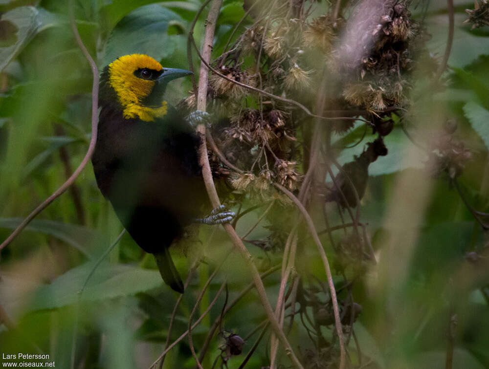 Black-billed Weaver male adult, close-up portrait