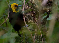 Black-billed Weaver