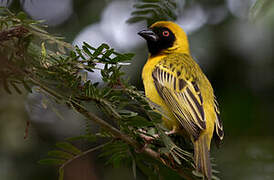 Southern Masked Weaver