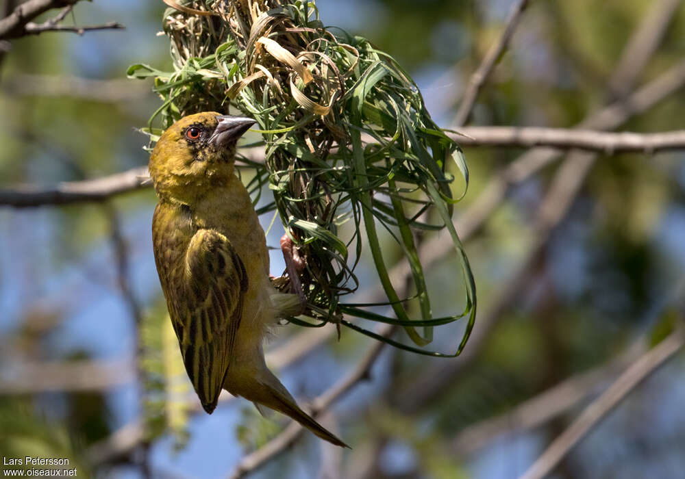 Southern Masked Weaver male Second year, identification