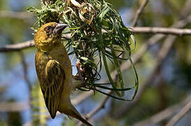 Southern Masked Weaver