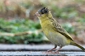 Southern Masked Weaver