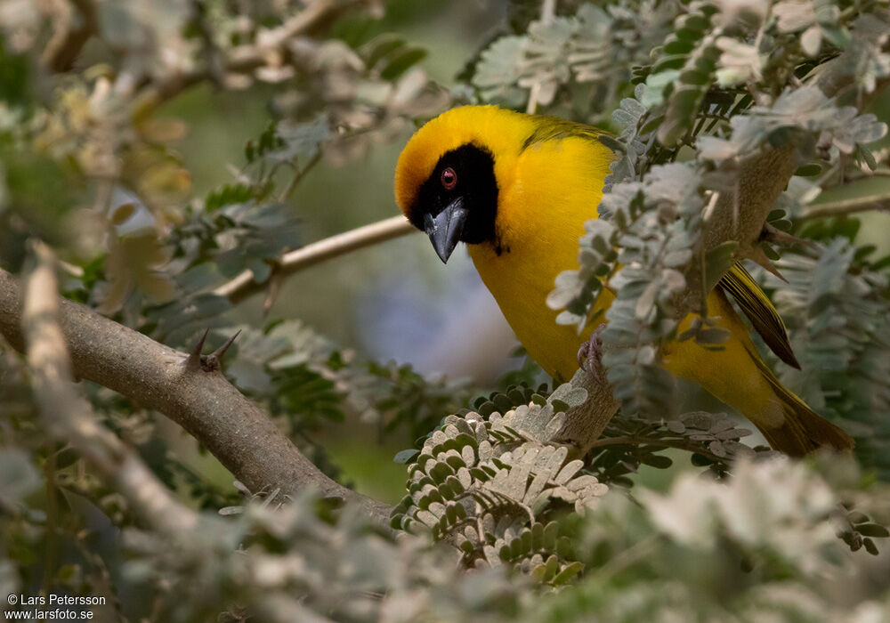 Southern Masked Weaver