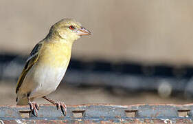 Southern Masked Weaver