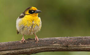 Baglafecht Weaver