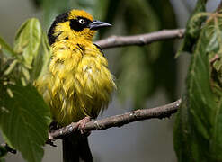 Baglafecht Weaver