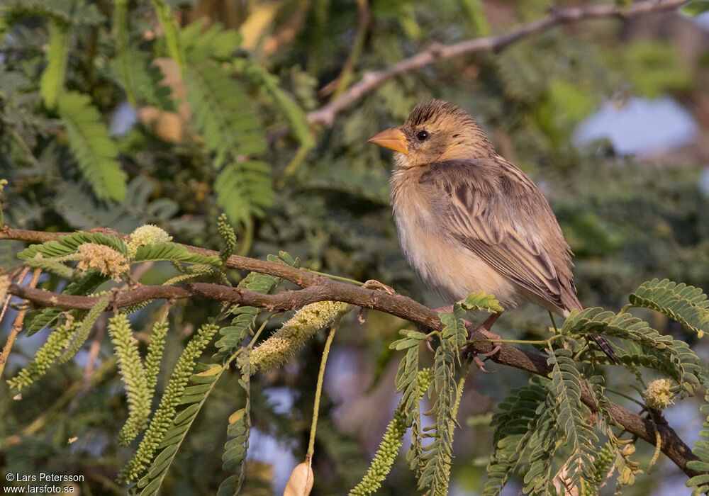 Baya Weaver