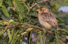 Baya Weaver