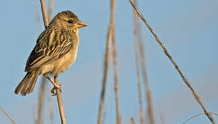 Baya Weaver