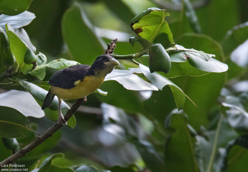 Tisserin bicolorejuvénile, identification