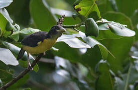 Dark-backed Weaver