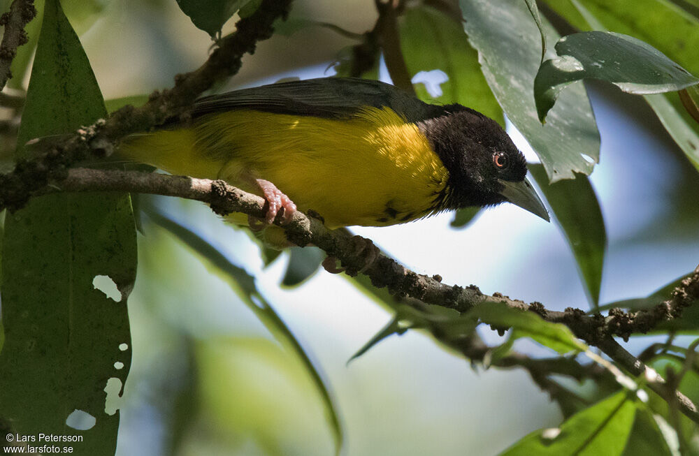 Tisserin bicolore