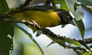 Dark-backed Weaver