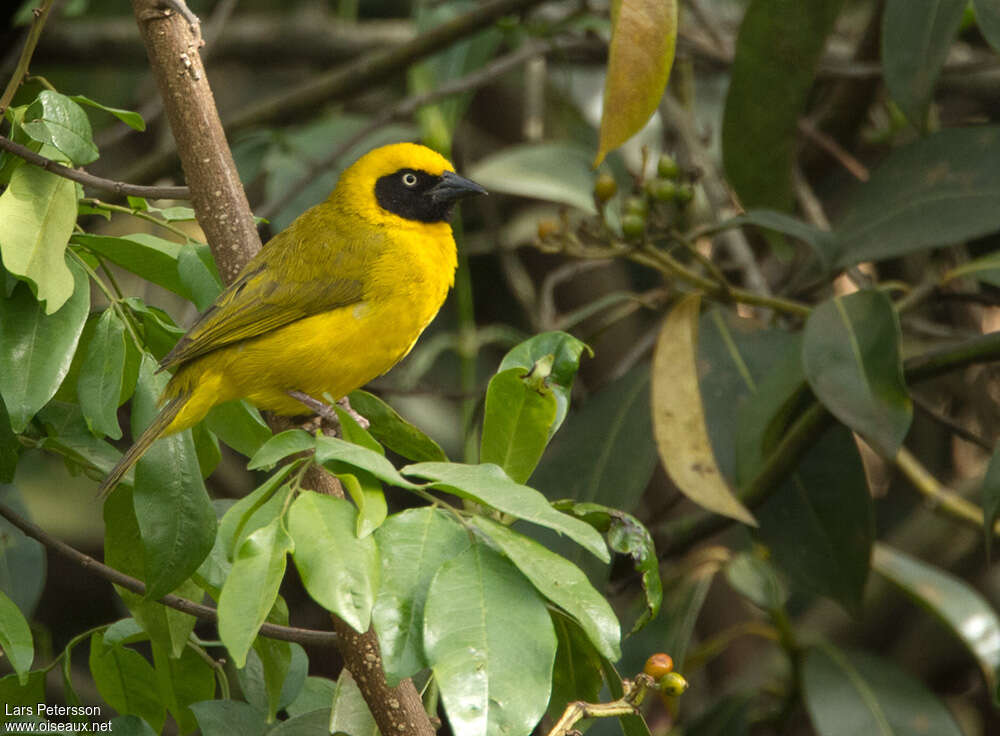 Bannerman's Weaver male adult breeding, identification