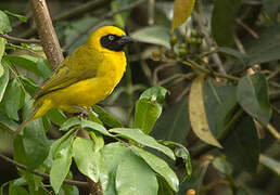 Bannerman's Weaver