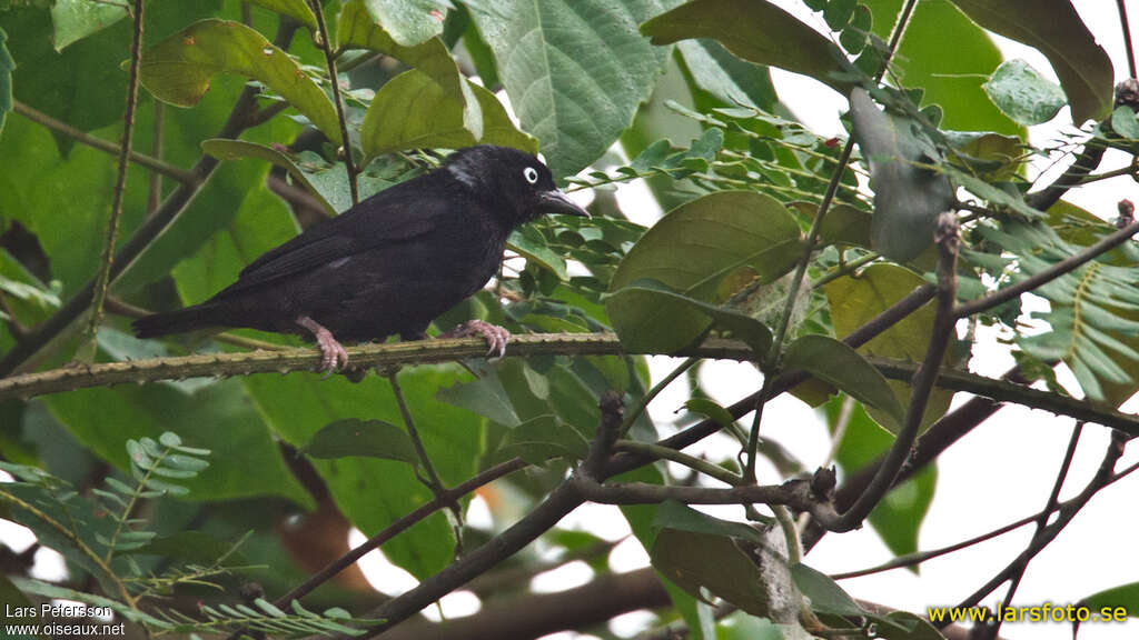 Maxwell's Black Weaver