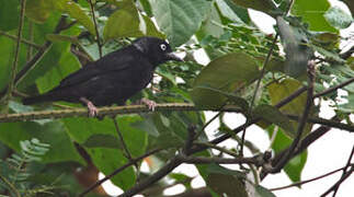 Maxwell's Black Weaver