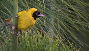 Slender-billed Weaver