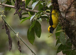 Preuss's Weaver