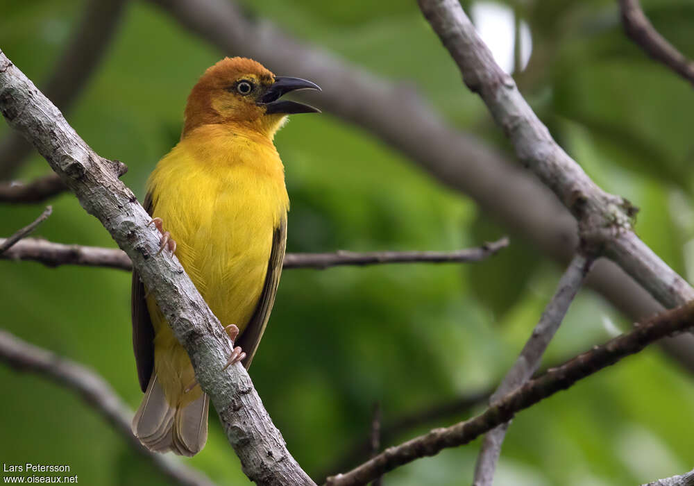 Principe Weaver male adult breeding, identification