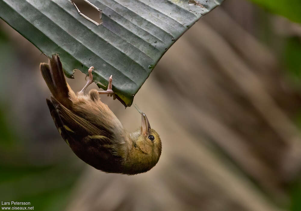 Sao Tome Weaver female adult, identification