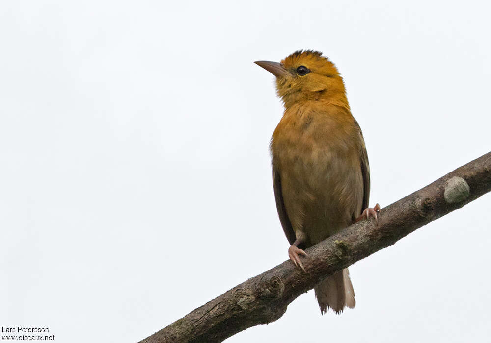 Sao Tome Weaver male adult, close-up portrait