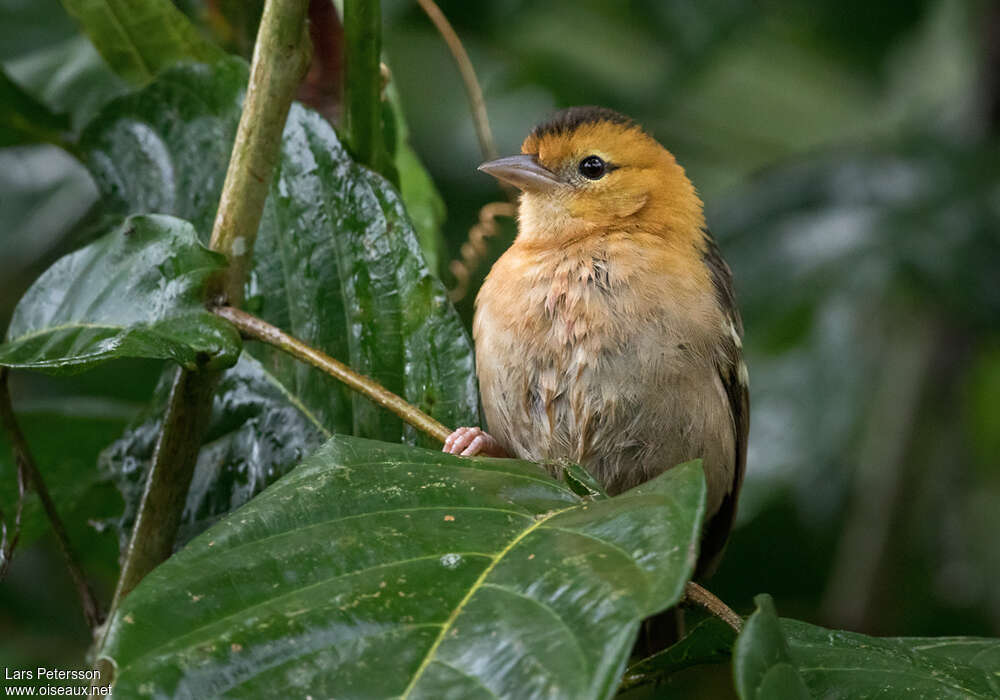 Tisserin de Sao Toméadulte, portrait