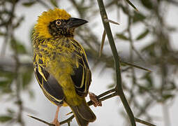 Speke's Weaver