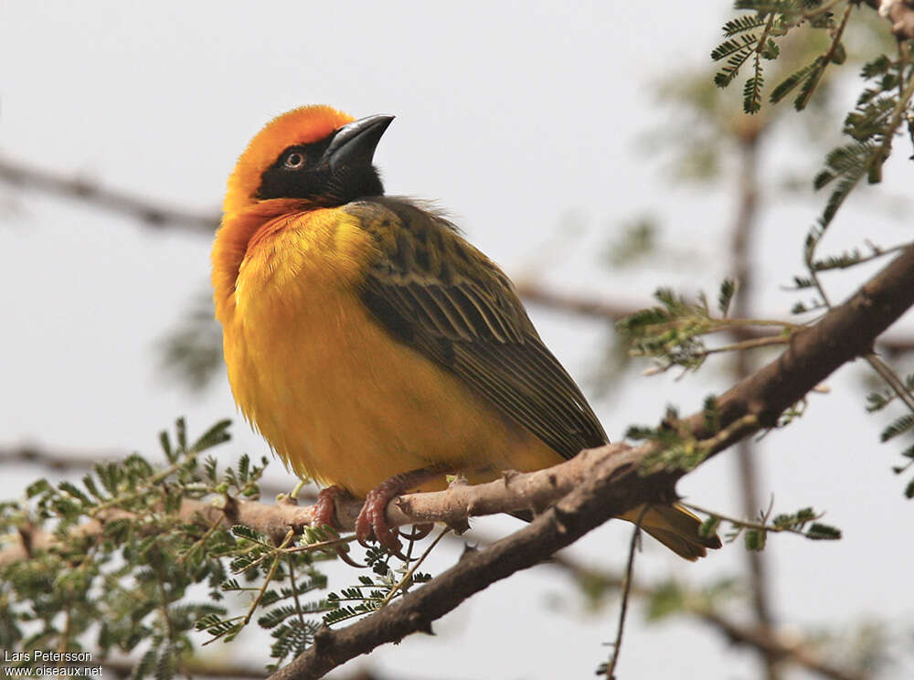 Speke's Weaver male adult, close-up portrait, pigmentation